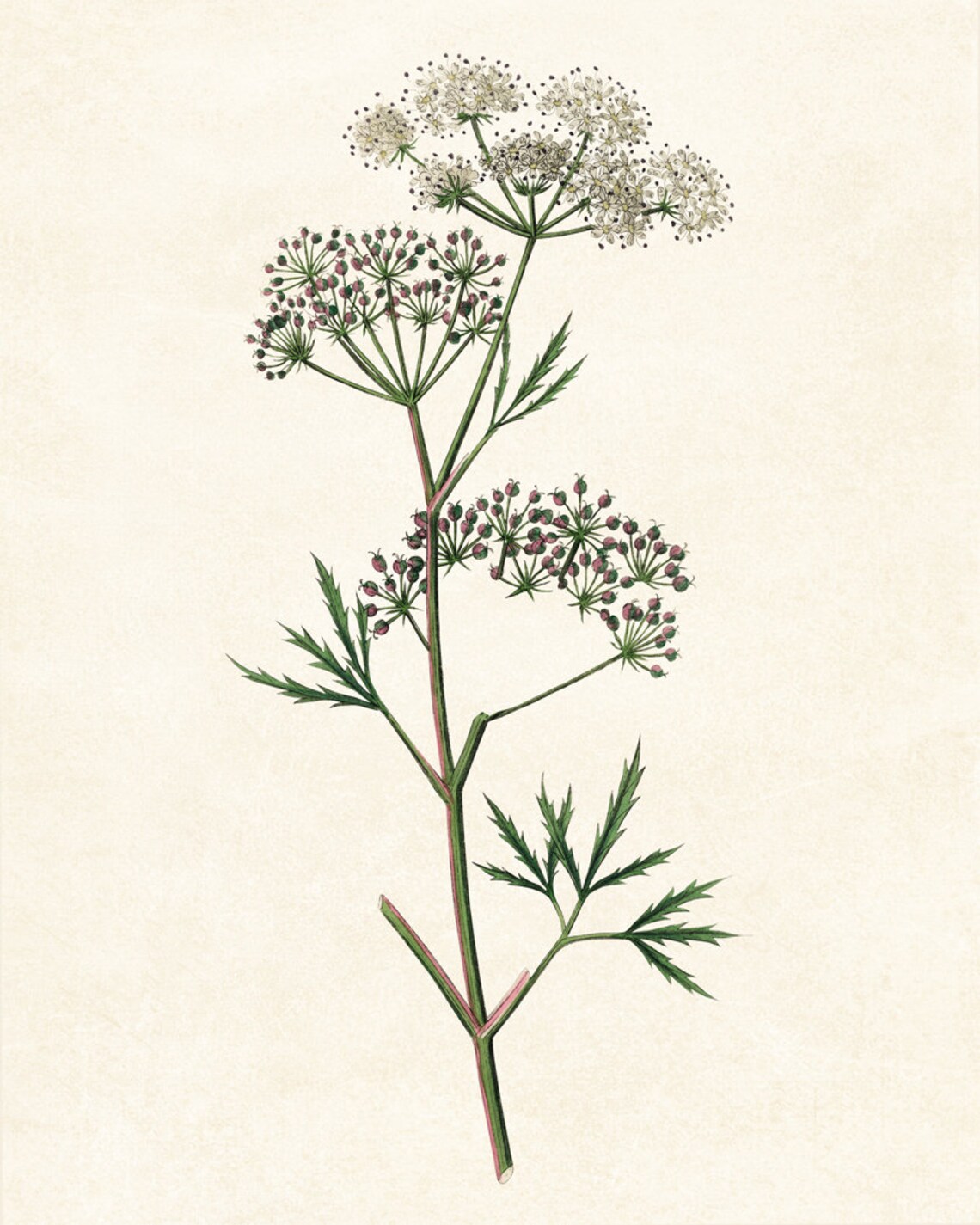 Flowering Cowbane Vintage Botanical Art Print - Image 2