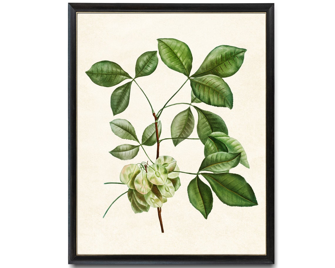 Flowering Hoptree Compound Leaves Vintage Botanical Study Poster