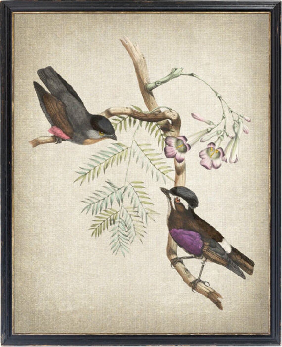 Antique Songbird Pink Flowers Vintage Illustration Bird Art Poster