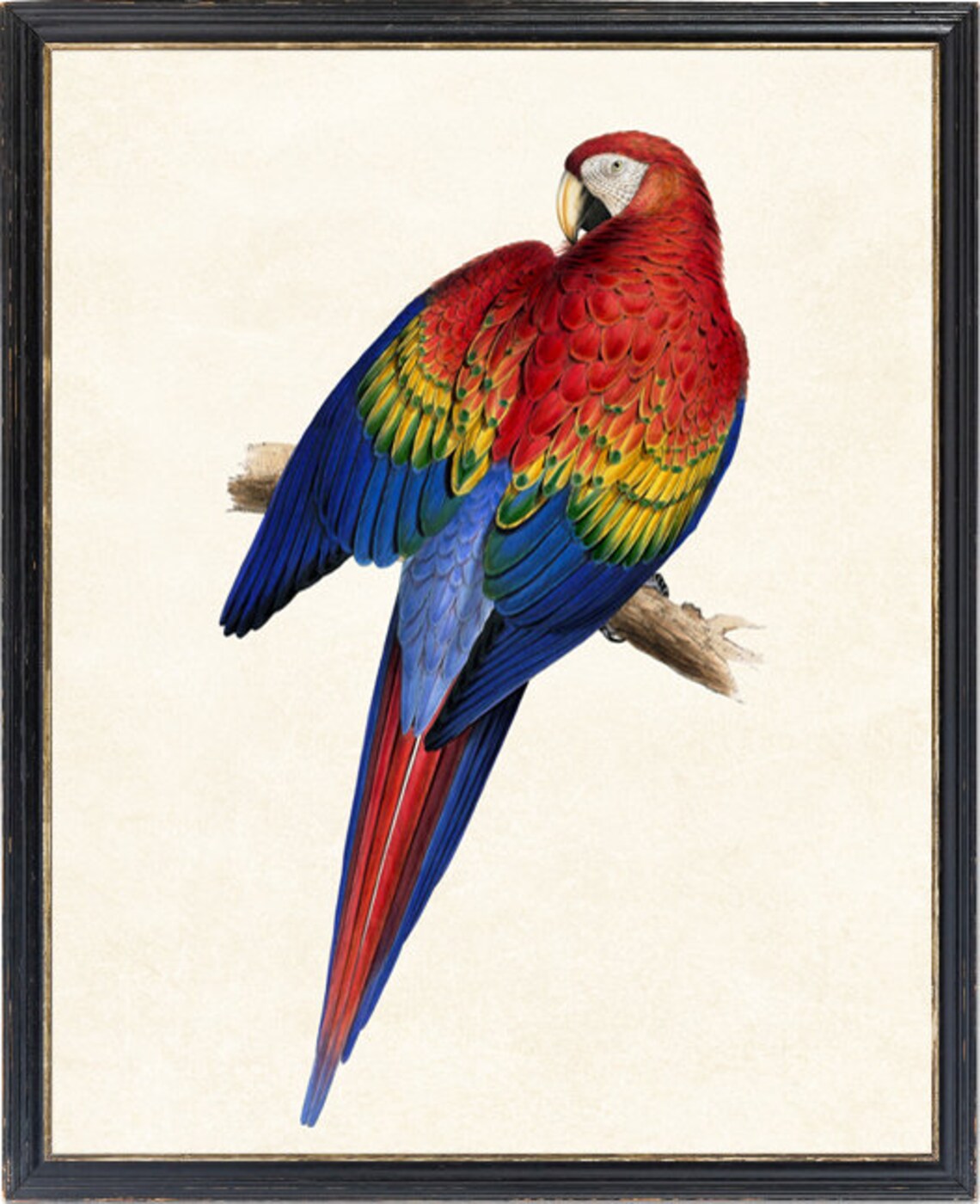 Scarlet Macaw Vintage Parrot Illustration Art Print - Image 2