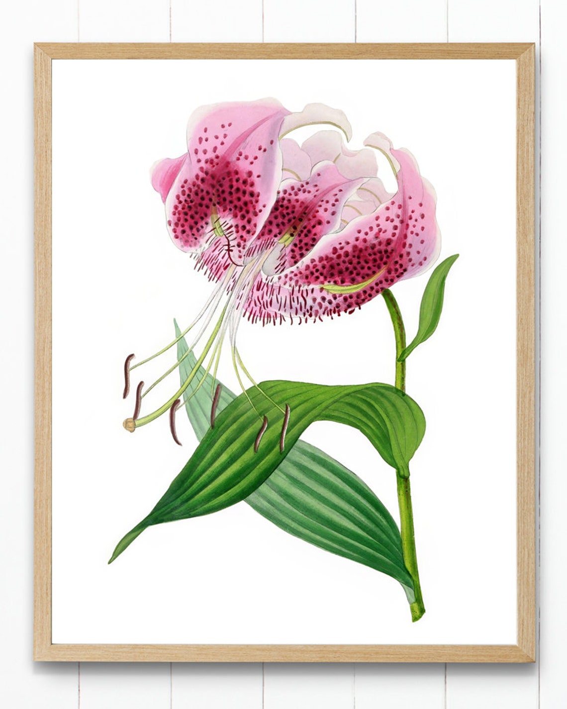 Vintage Pink Speckled Lily Botanical Illustration Flower Poster - Image 4