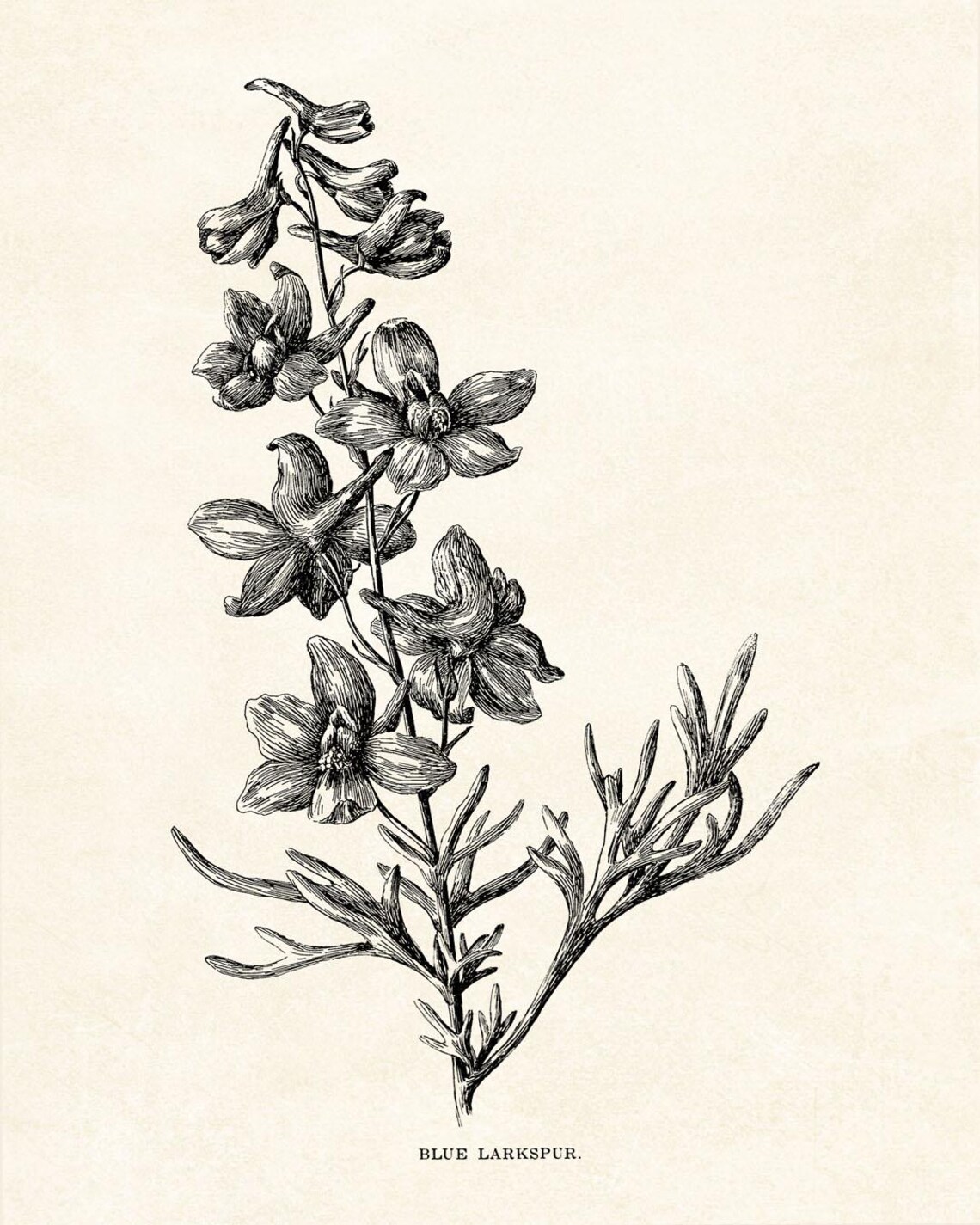 Blue Larkspur California Wildflower Vintage Line Art Drawing Wall Art - Image 2