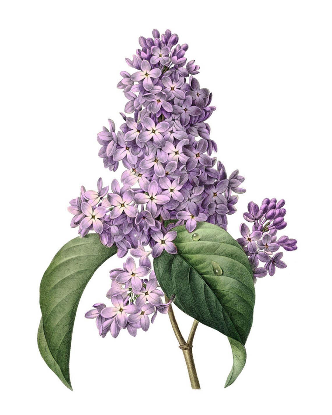 Purple Lilac Blossoms Antique Floral Botanical Illustration Print - Image 2