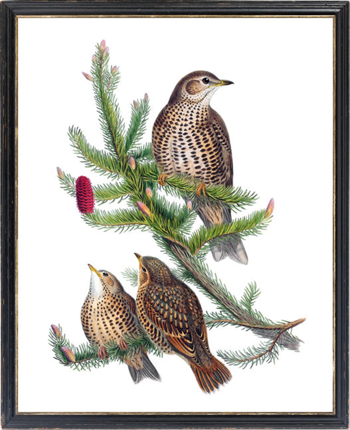 Spotted Thrush Trio On Pine Branch Vintage Natural History Bird Poster - Image 3
