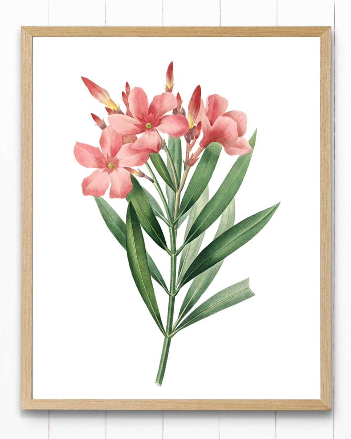 Delicate Pink Oleander Blossom Vintage Botanical Illustration Poster - Image 2