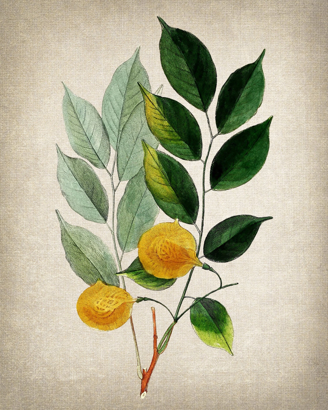 Leafy Branch with Golden Yellow Fruit Vintage Botanical Art Poster - Image 2