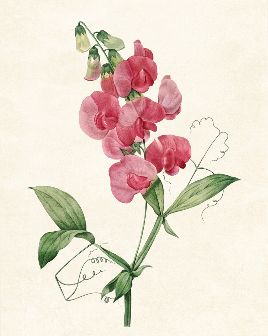 Pink Sweet Pea Blossoms Vintage Botanical Illustration Poster - Image 3