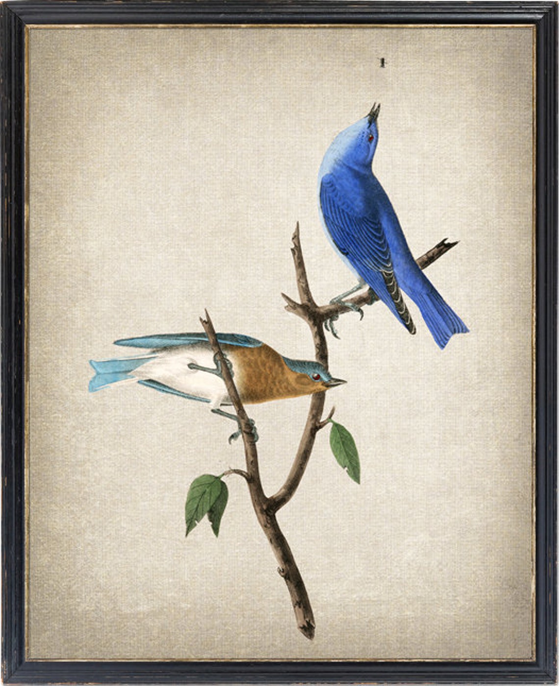 Bluebird Pair Vintage Audubon Style Bird Illustration Poster