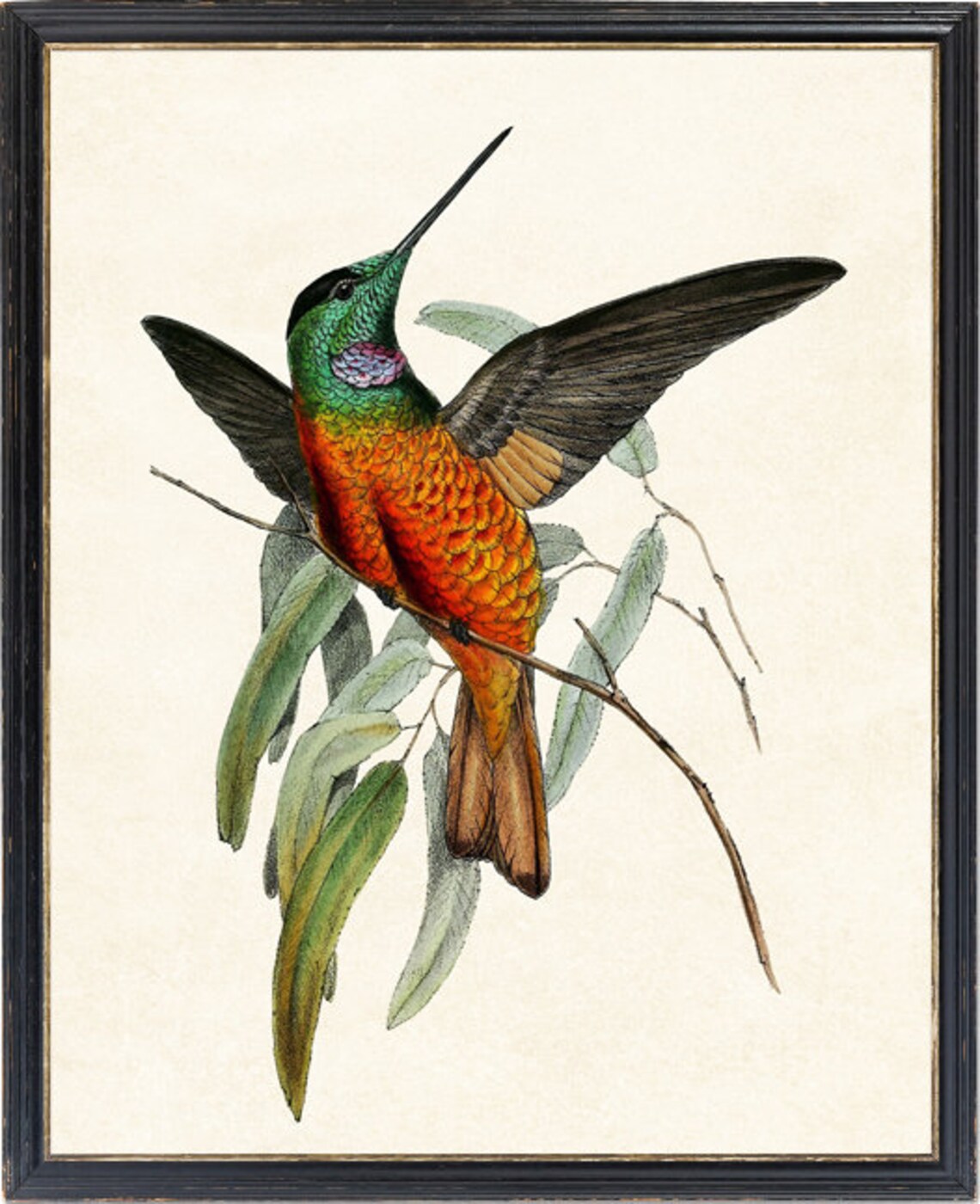 Blue-Throated Starfrontlet Vintage Illustration Art Print - Image 4