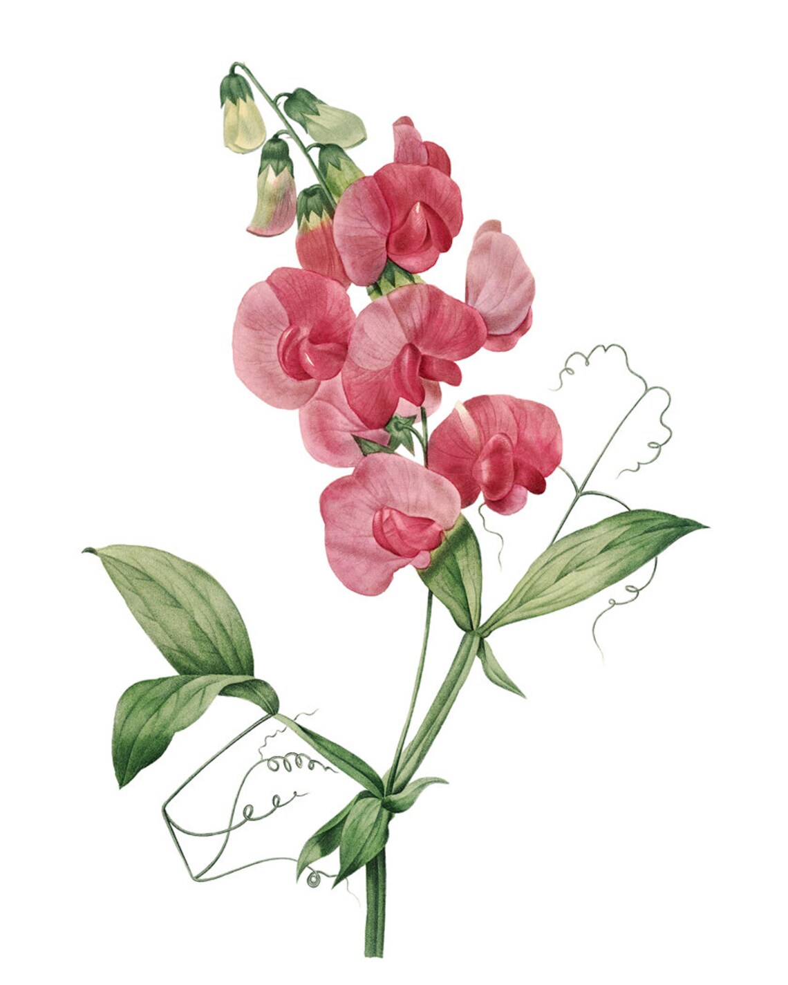 Pink Sweet Pea Blossoms Vintage Botanical Illustration Poster - Image 2