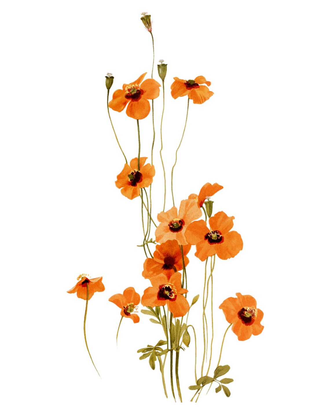 Orange Poppy Flowers, Vintage Botanical Art Print - Image 2