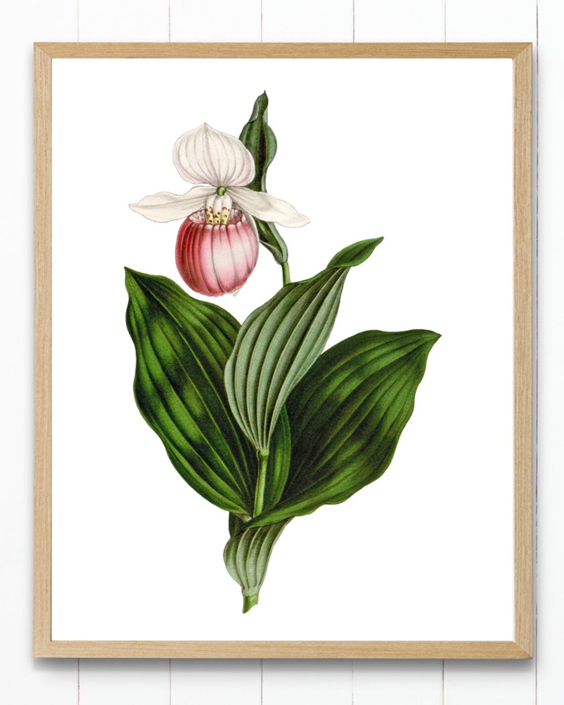 Pink and White Lady's Slipper Orchid Vintage Art Print - Image 2