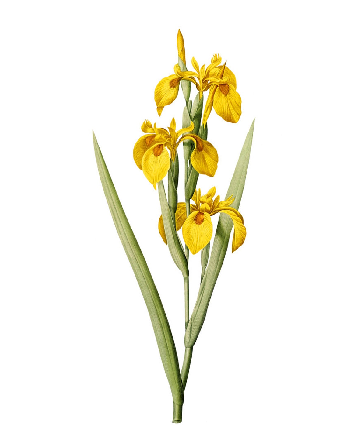 Yellow Iris Stems Vintage Botanical Flower Illustration Poster - Image 2