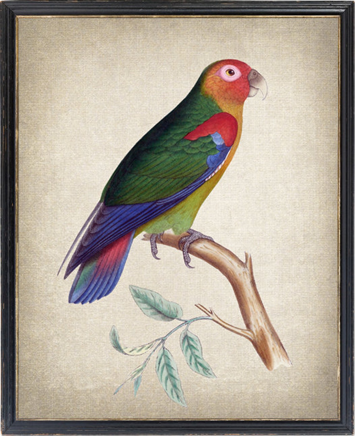 Rusty Faced Parrot Vintage Tropical Bird Illustration Art Poster