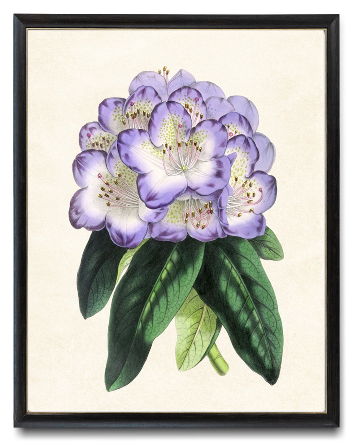Purple Rhododendron Flower Cluster Antique Botanical Study Poster