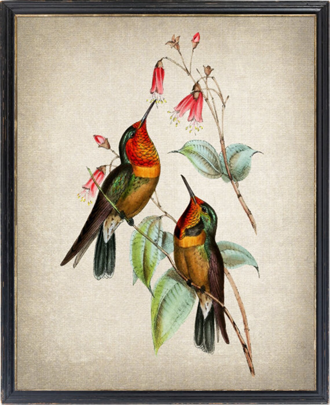 Pair of Coppery Hummingbirds at Red Blossoms Vintage Bird Poster