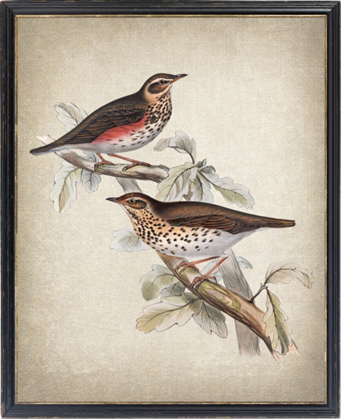 Thrush Birds Vintage Illustration Art Print