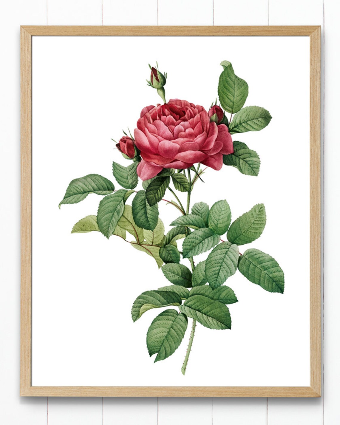 French Rose Vintage Flower Illustration Art Print - Image 2
