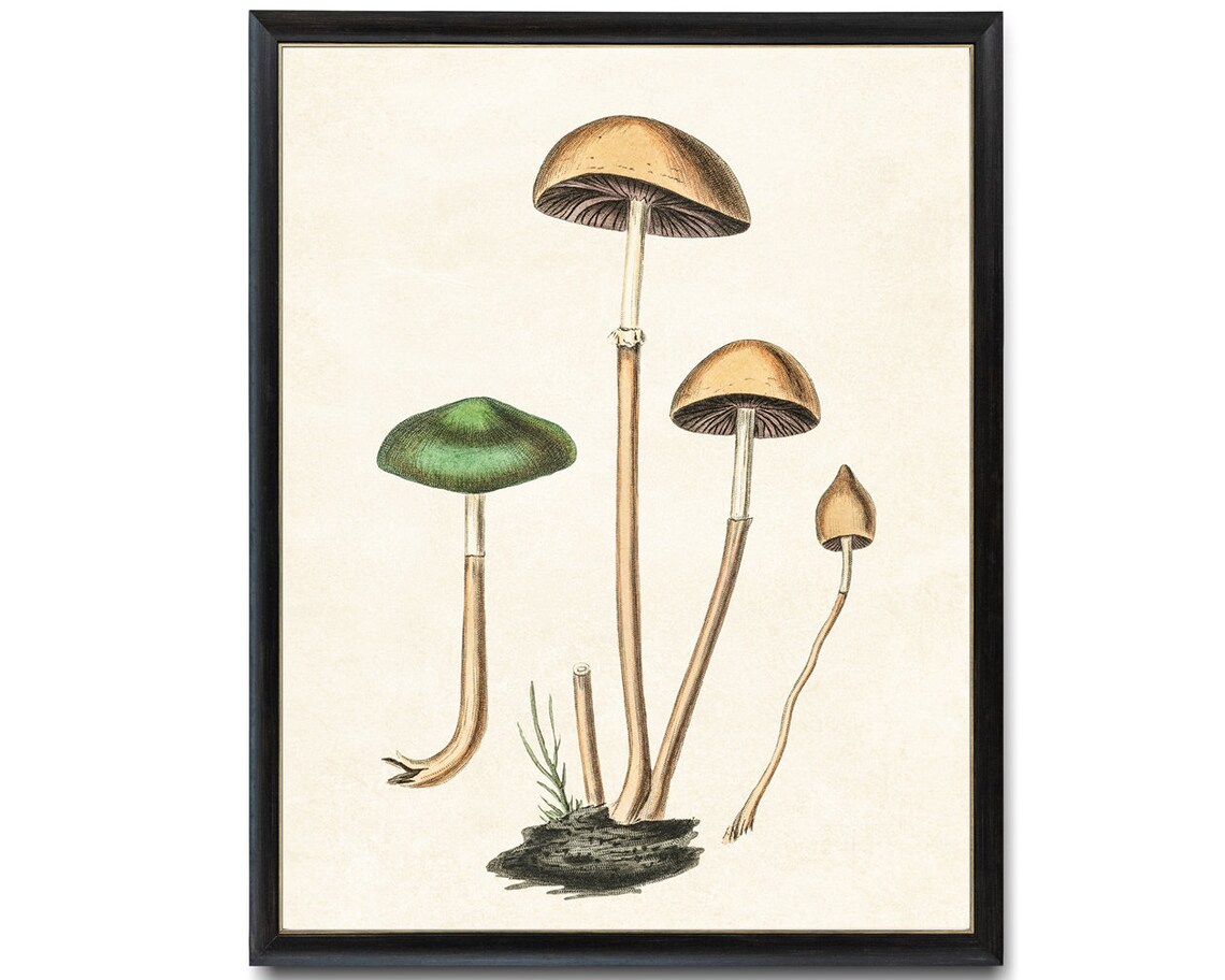 Mushrooms Vintage Botanical Illustration Art Print