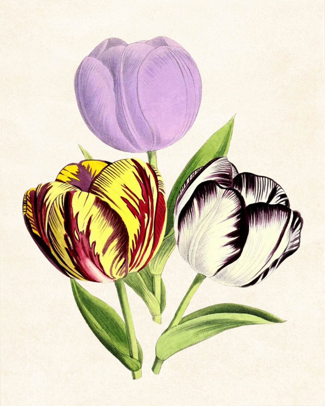 Parrot Tulip Trio Bold Colors Antique Botanical Flower Study Poster - Image 3