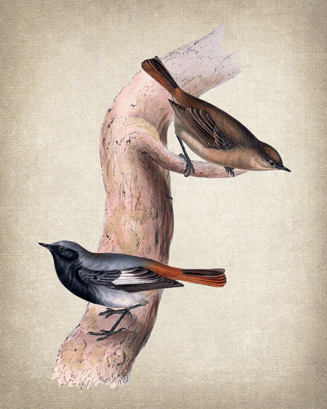 Vintage Black Redstart Pair Antique Bird Illustration Poster - Image 2