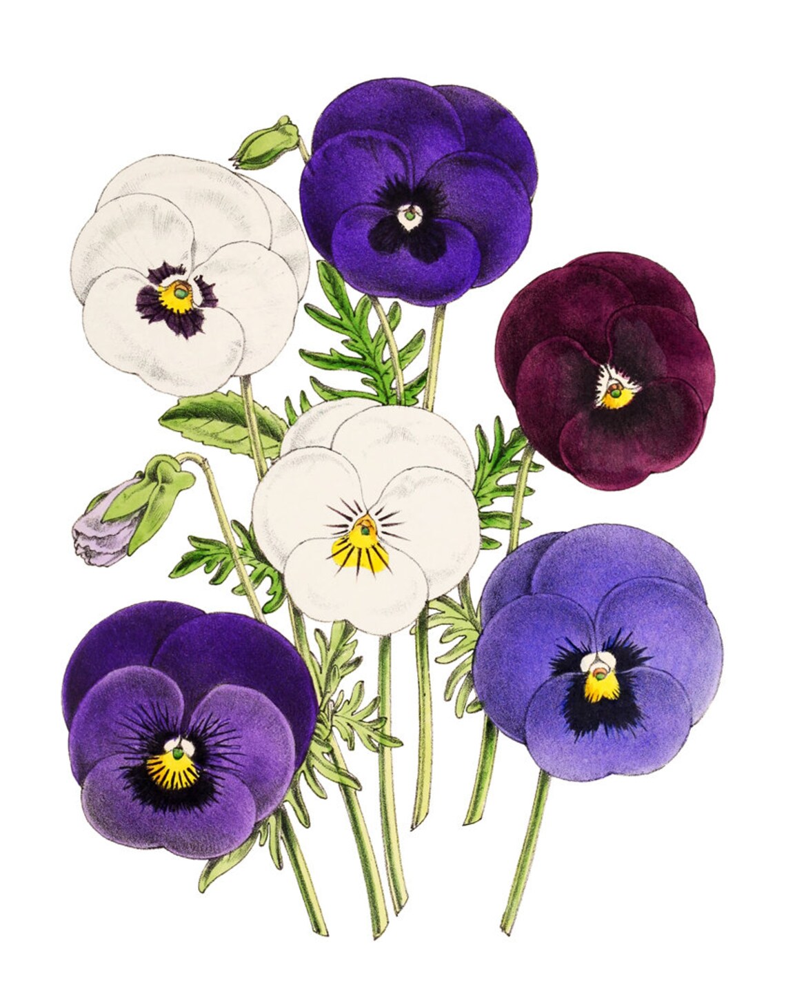 Purple White and Burgundy Pansy Flowers Vintage Botanical Poster Art - Image 2