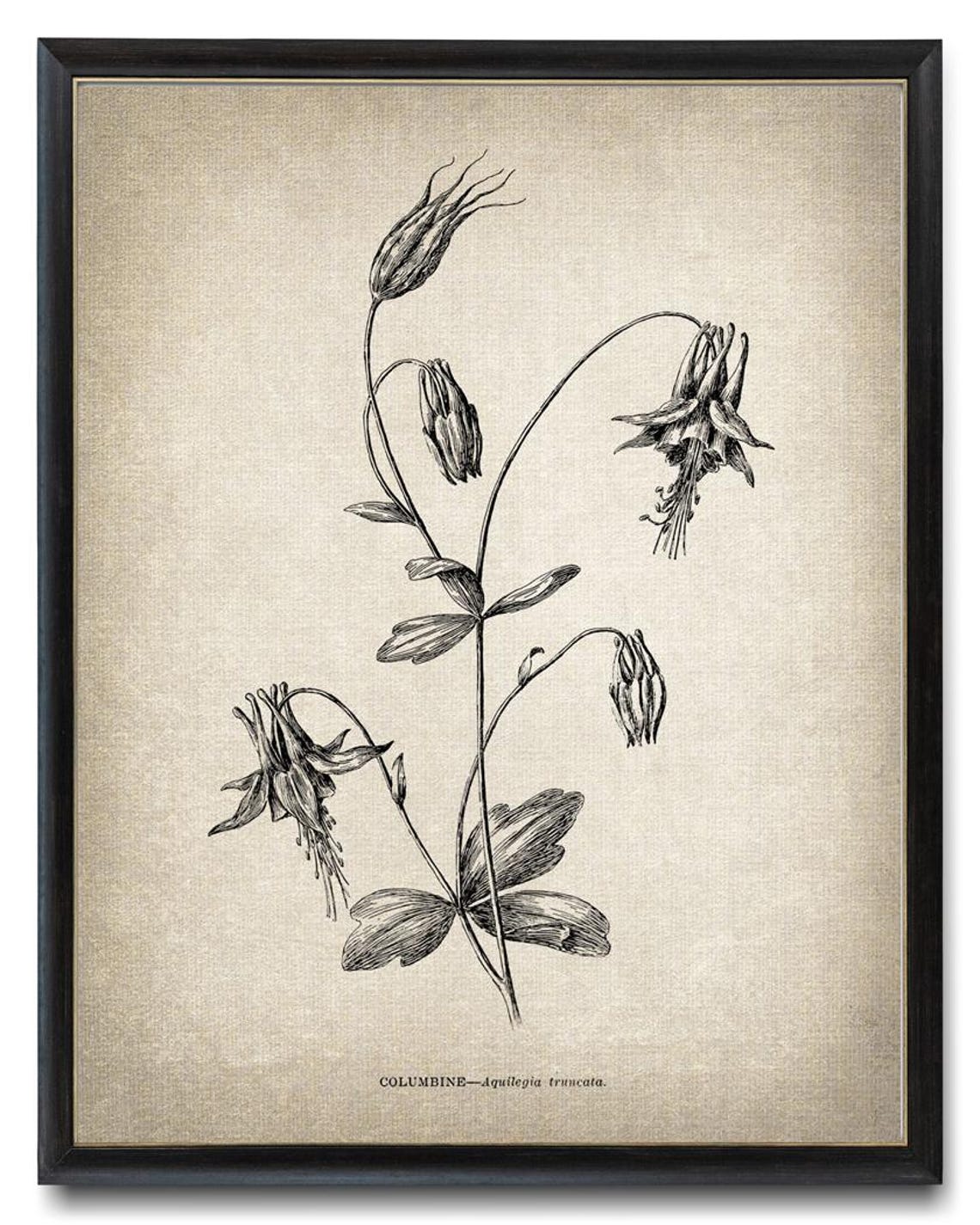 Columbine Aquilegia Truncata Vintage Botanical Line Art Study Poster - Image 3