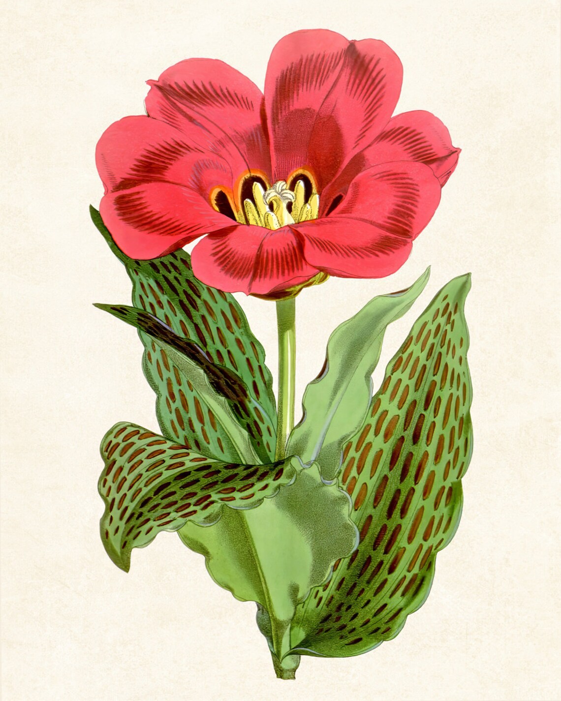 Red Tulip Vintage Botanical Illustration Spring Flower Poster - Image 3