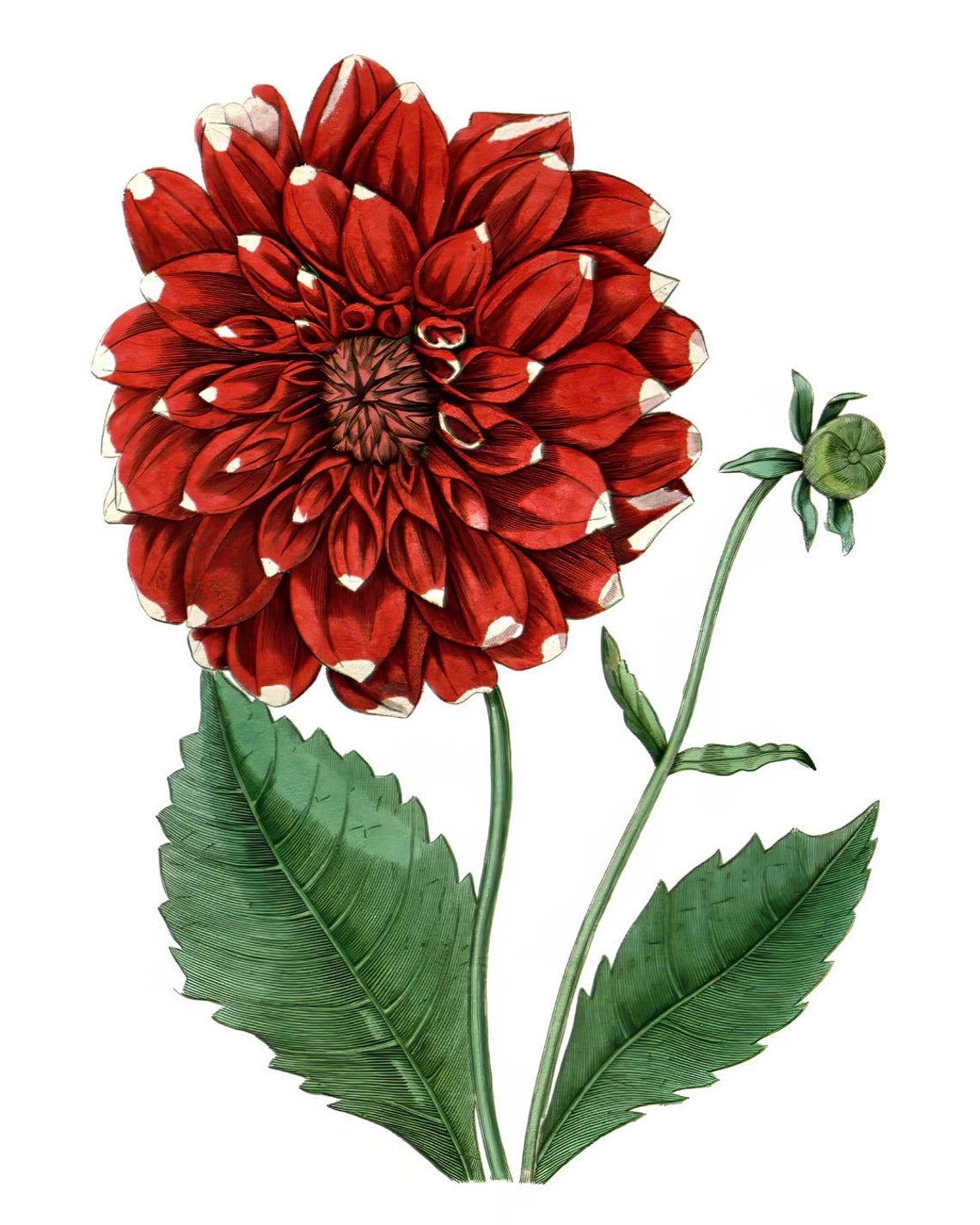 Red Dahlia Vintage Botanical Illustration Garden Flower Poster - Image 2