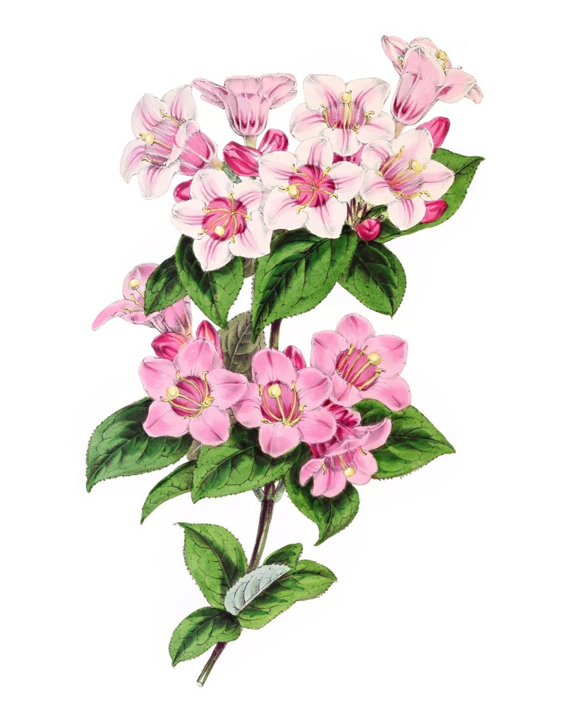 Vintage Pink Weigela Blossom Cluster Botanical Illustration Poster - Image 2