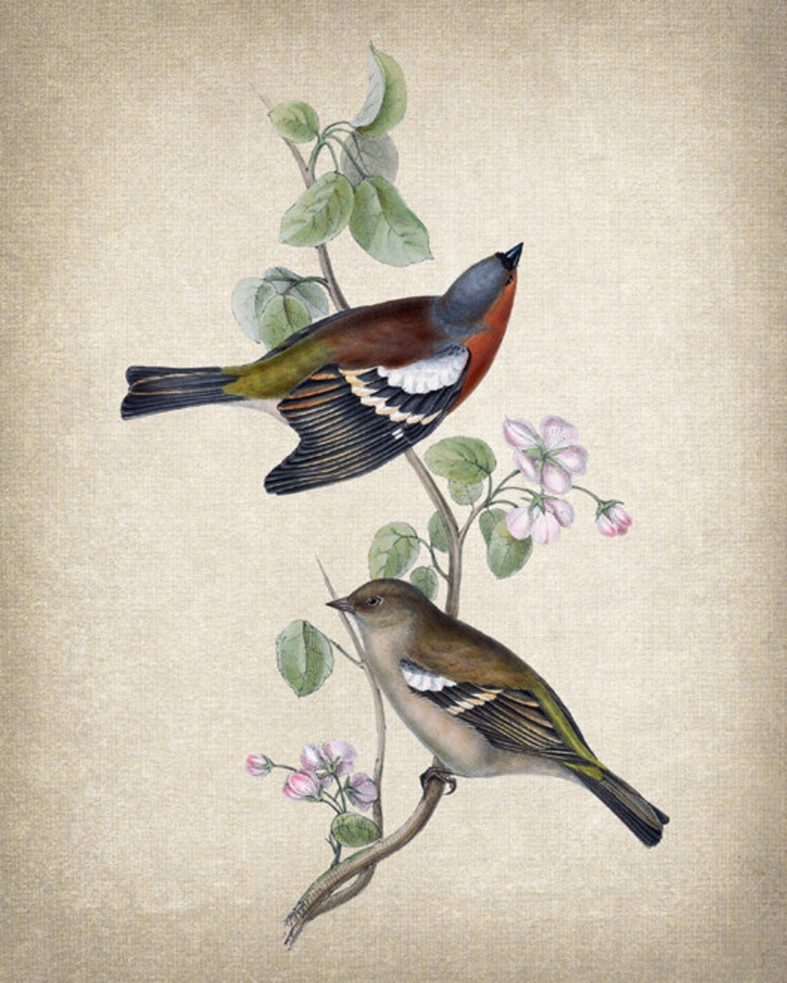 Pair of Chaffinch Songbirds on Flowering Branch Vintage Bird Poster - Image 2