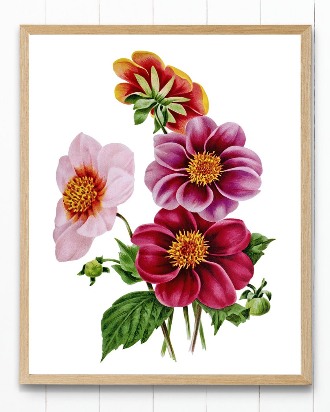 Pink and Red Dahlia Blooms Classic Vintage Botanical Flower Poster - Image 4