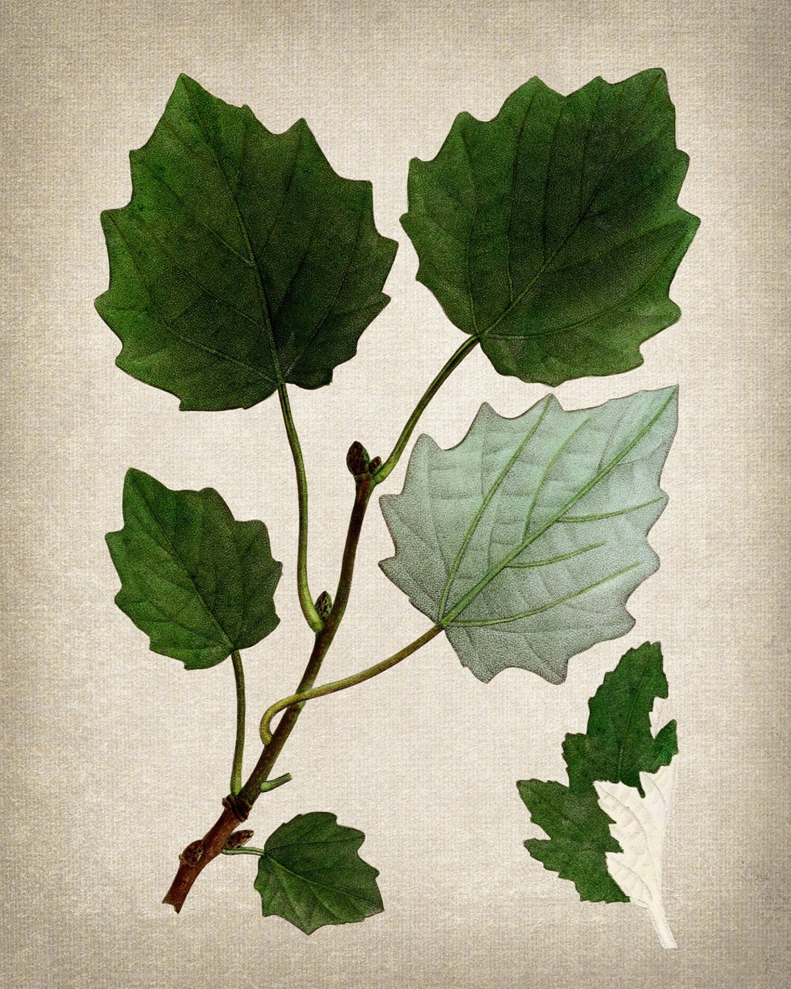 Grey Poplar Silver Leaves Antique Botanical Illustration Print - Image 2