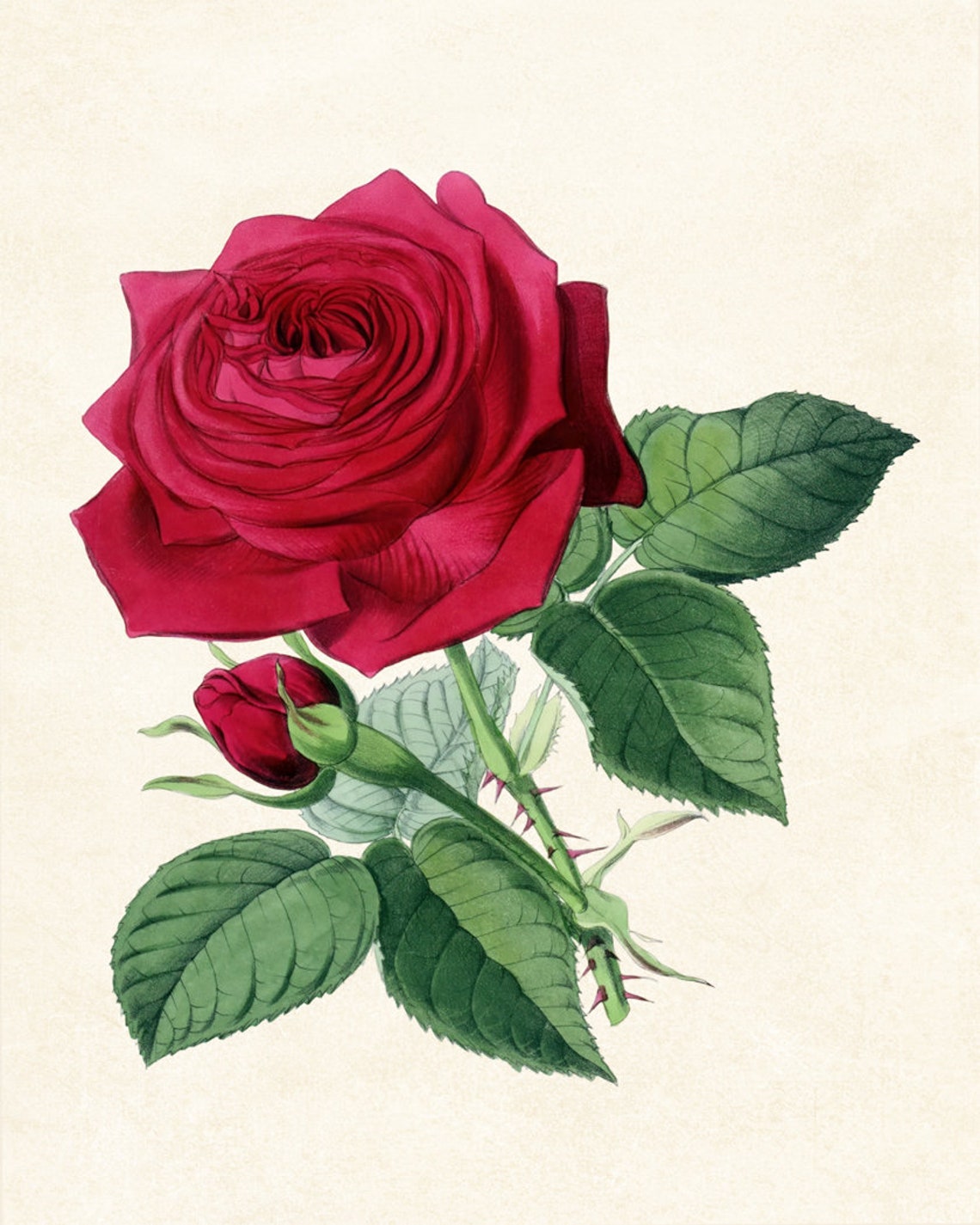 Deep Red Rose Bloom Grand Antique Botanical Illustration Study Poster - Image 3