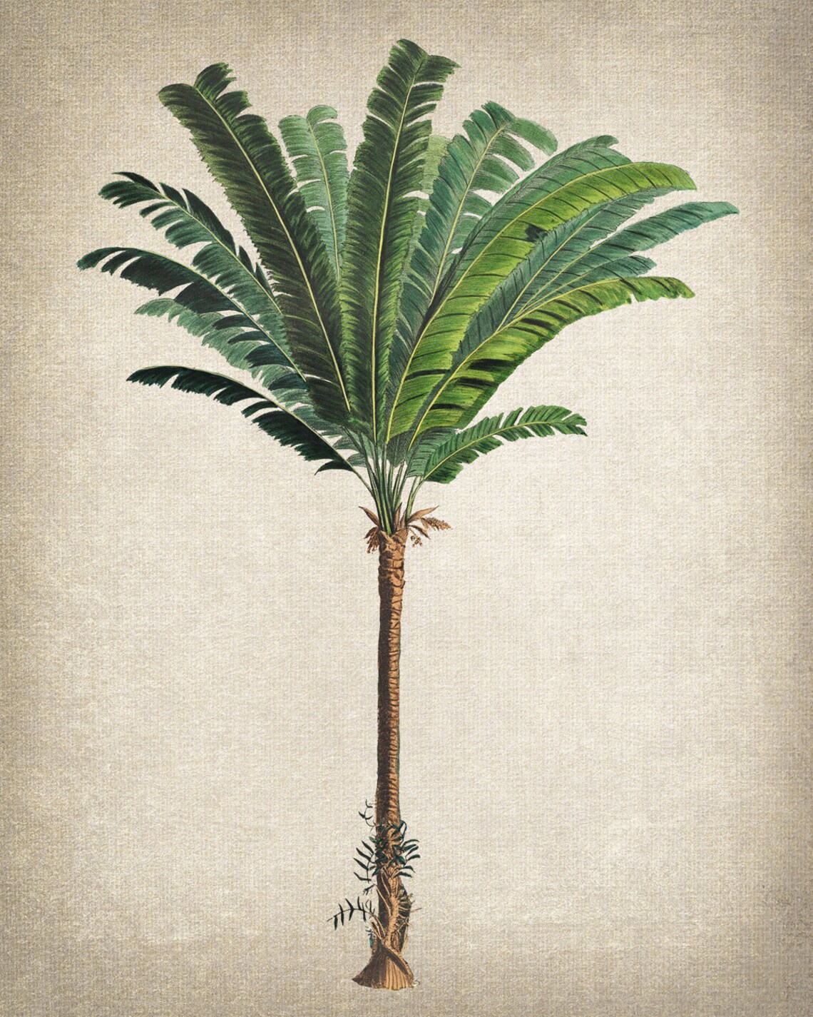 Troolie Palm Vintage Illustration, Botanical Art Print - Image 2