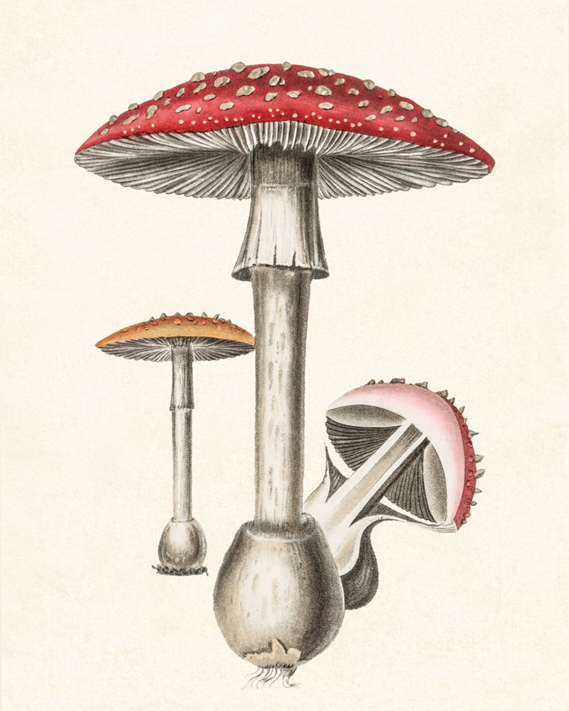 Red Mushrooms Vintage Botanical Illustration Art Print - Image 2