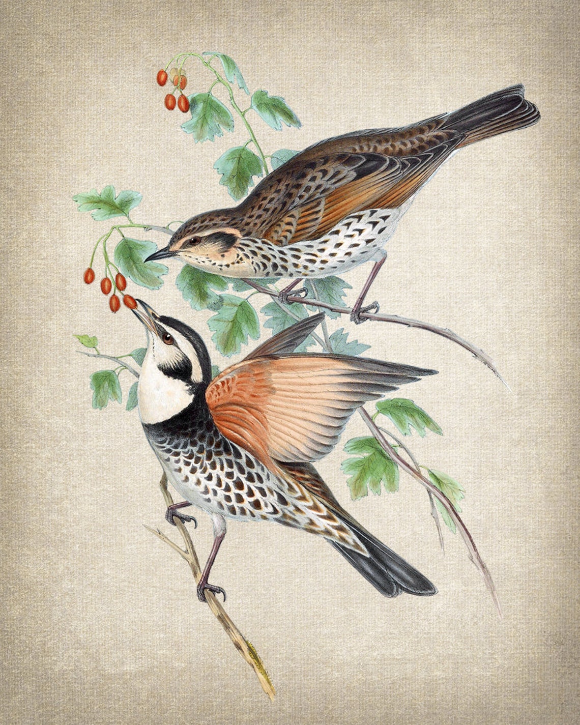 Vintage Thrush Pair Red Hawthorn Berries Bird Illustration Poster - Image 2