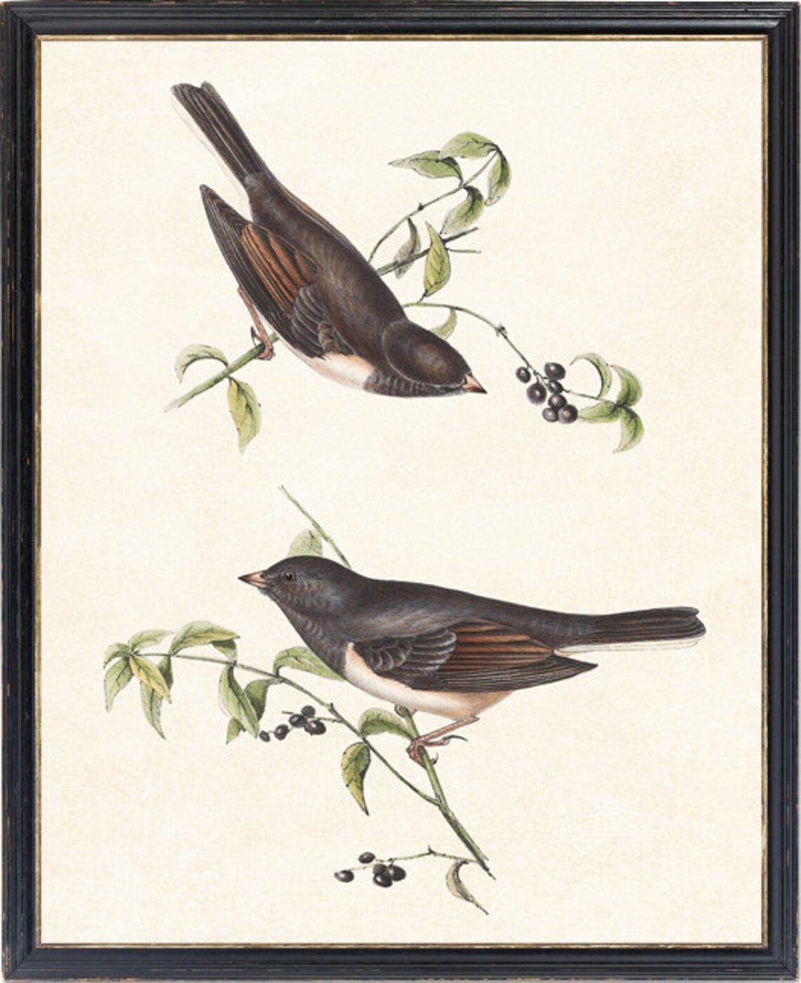 Winter Finch Vintage Illustration Art Print - Image 2