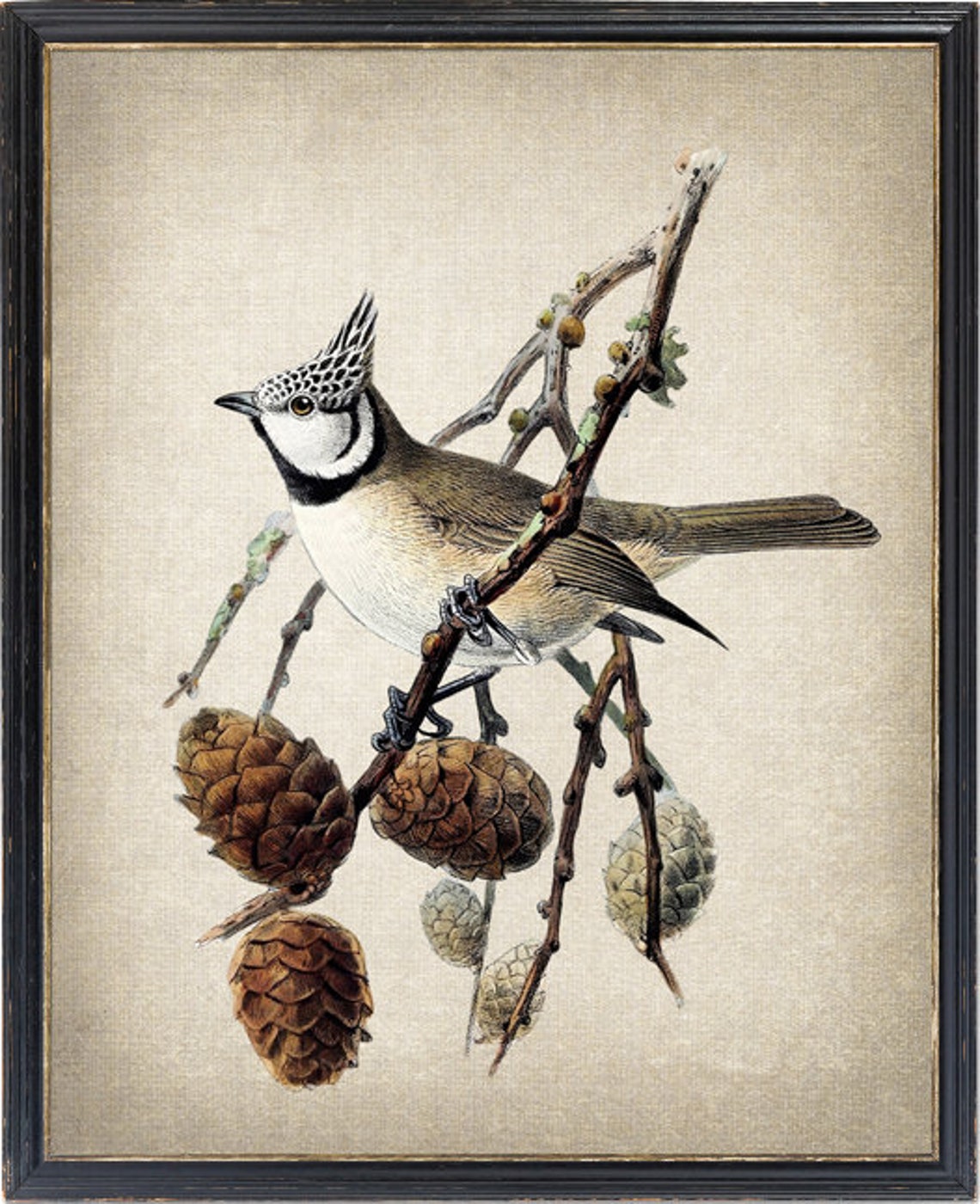 Crested Tit on Pine Branch with Pine Cones Vintage Illustration Print