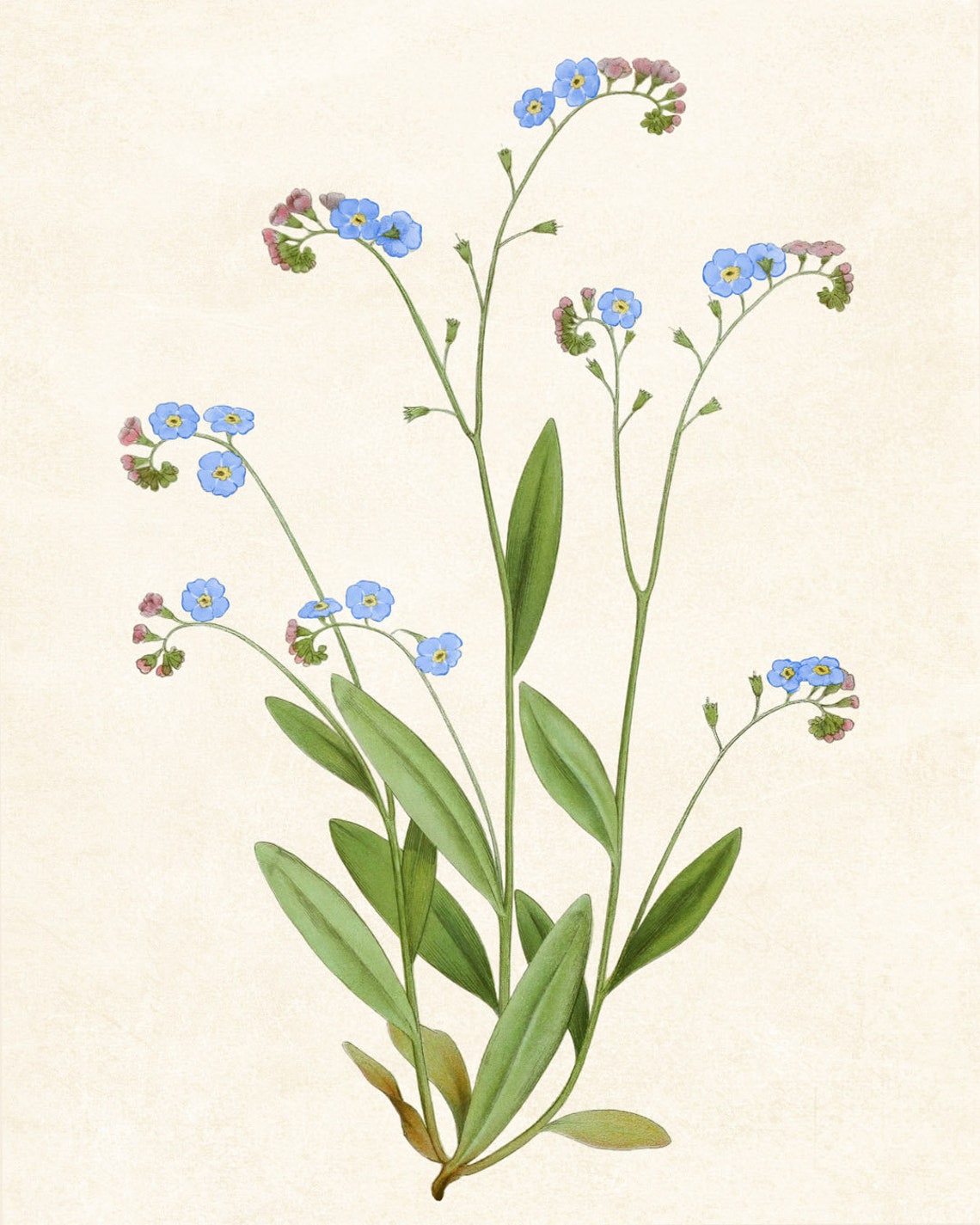 Vintage Forget Me Not Blue Wildflower Garden Botanical Poster - Image 3