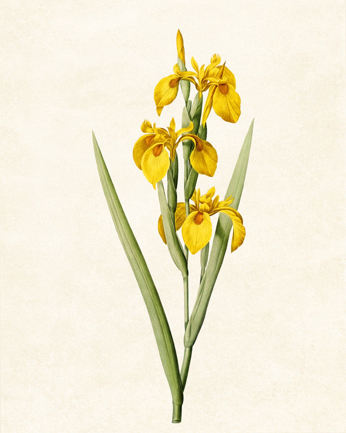 Yellow Iris Stems Vintage Botanical Flower Illustration Poster - Image 3