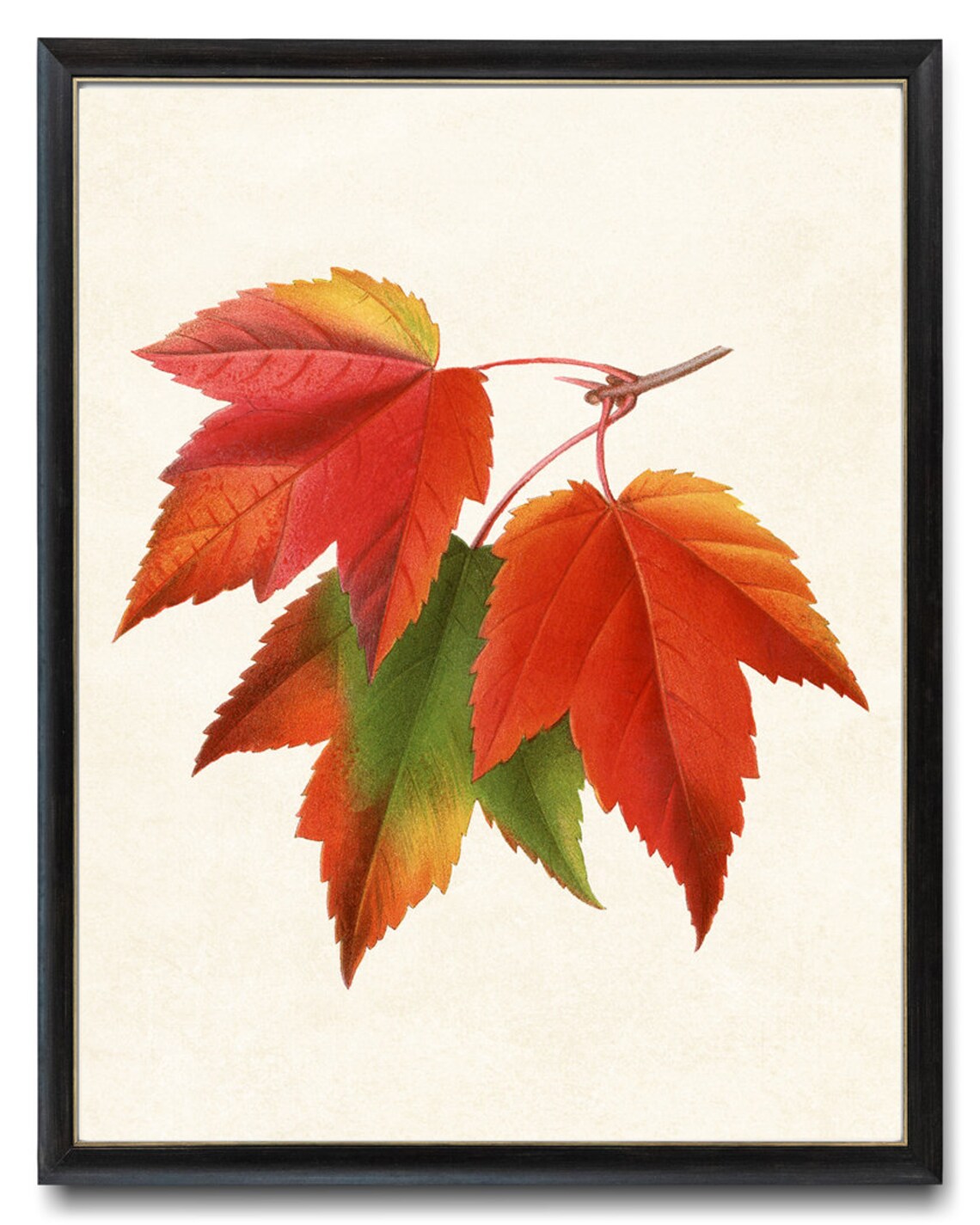 Red Maple Leaves Vintage Illustration Art Print - Image 4