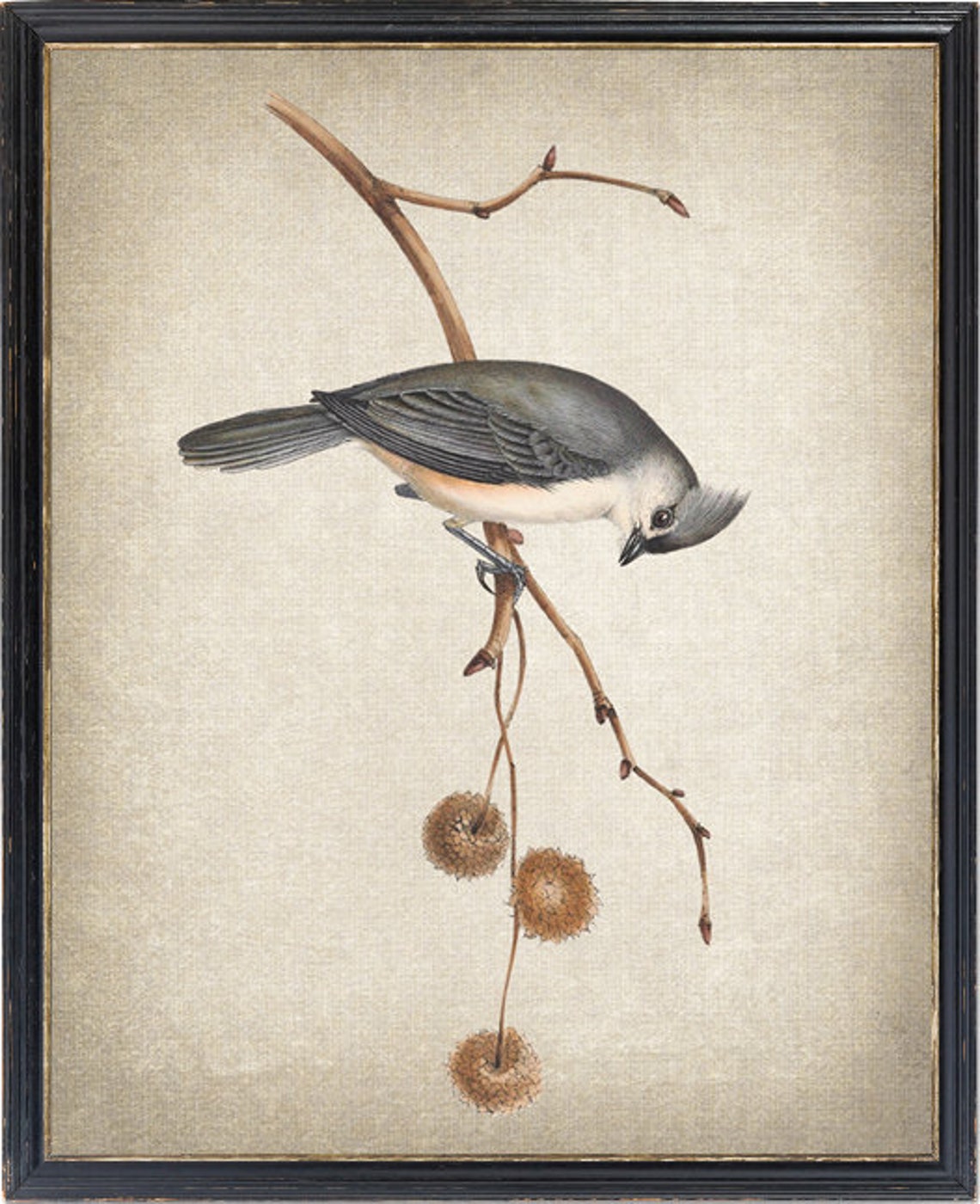 Tufted Titmouse Vintage Bird Illustration Antique Nature Art Print