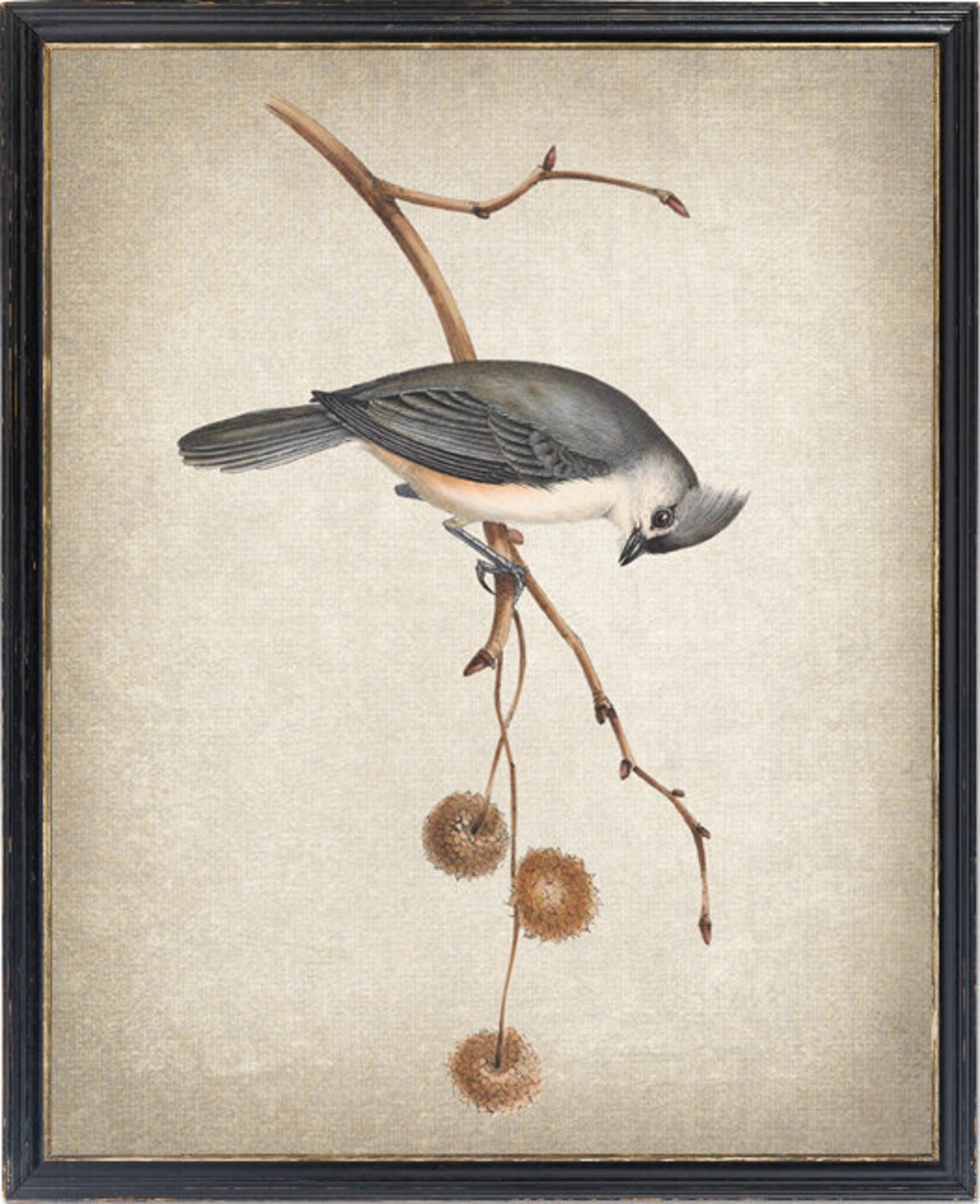 Tufted Titmouse Vintage Illustration Art Print