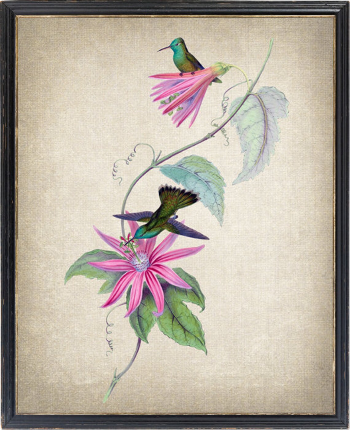 Hummingbird Pair on Pink Passionflower Vintage Illustration Print