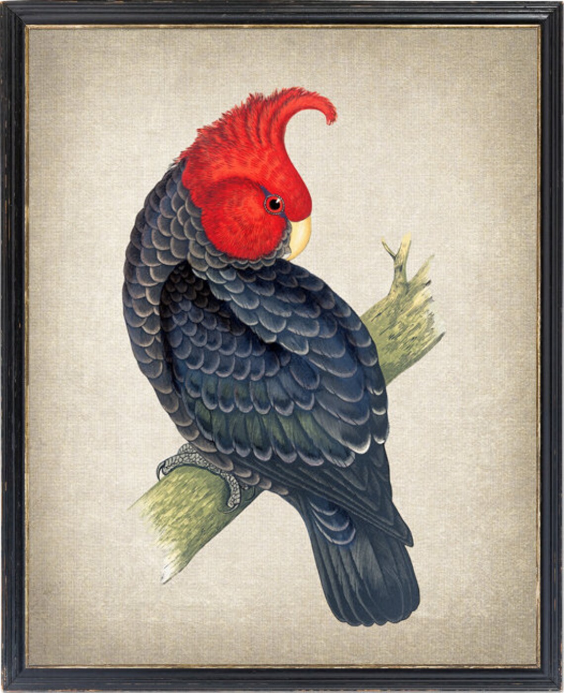 Red Headed Cockatoo Vintage Illustration Black Parrot Bird Poster