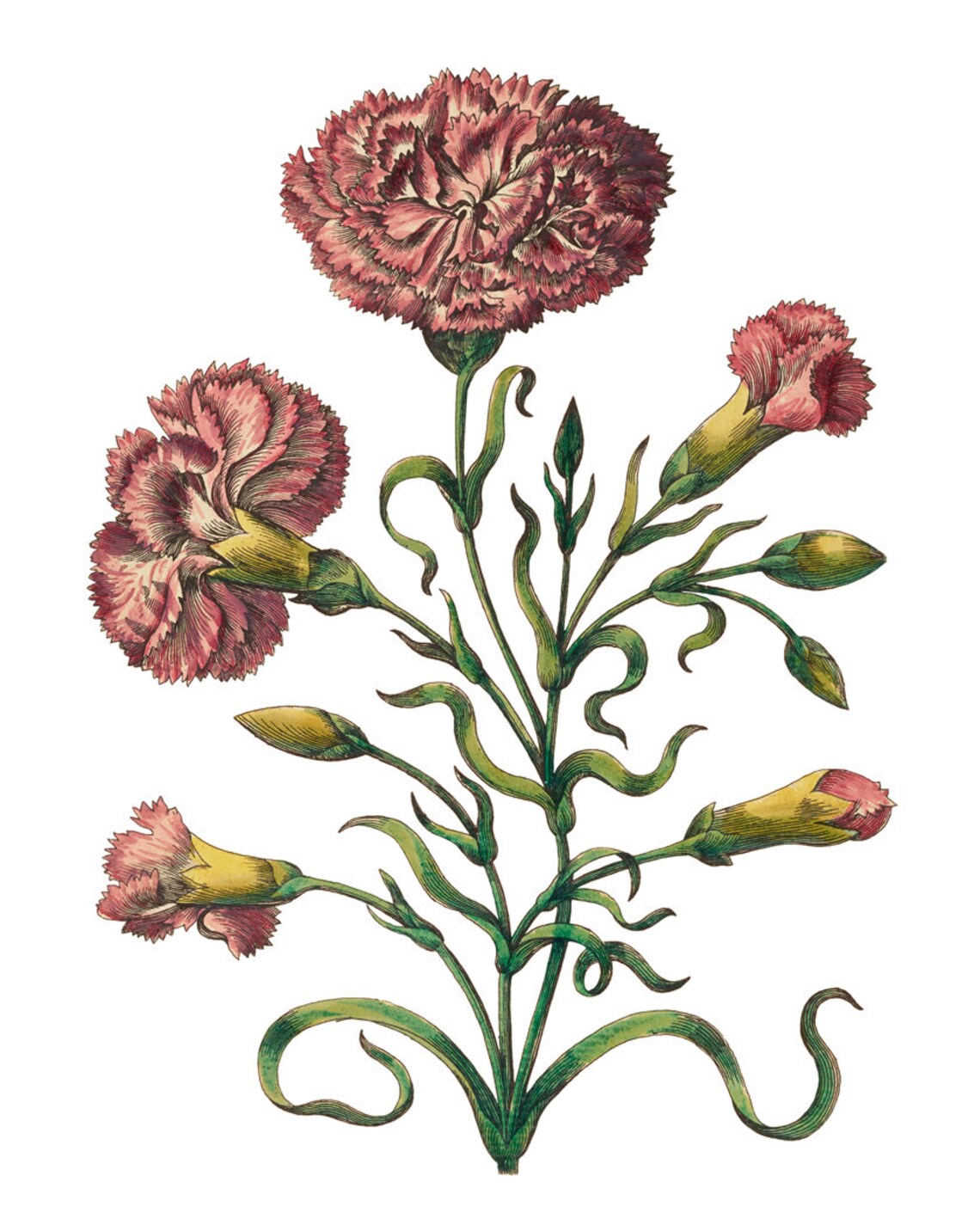 Pink Carnation Print, Antique Flower Illustration - Image 2
