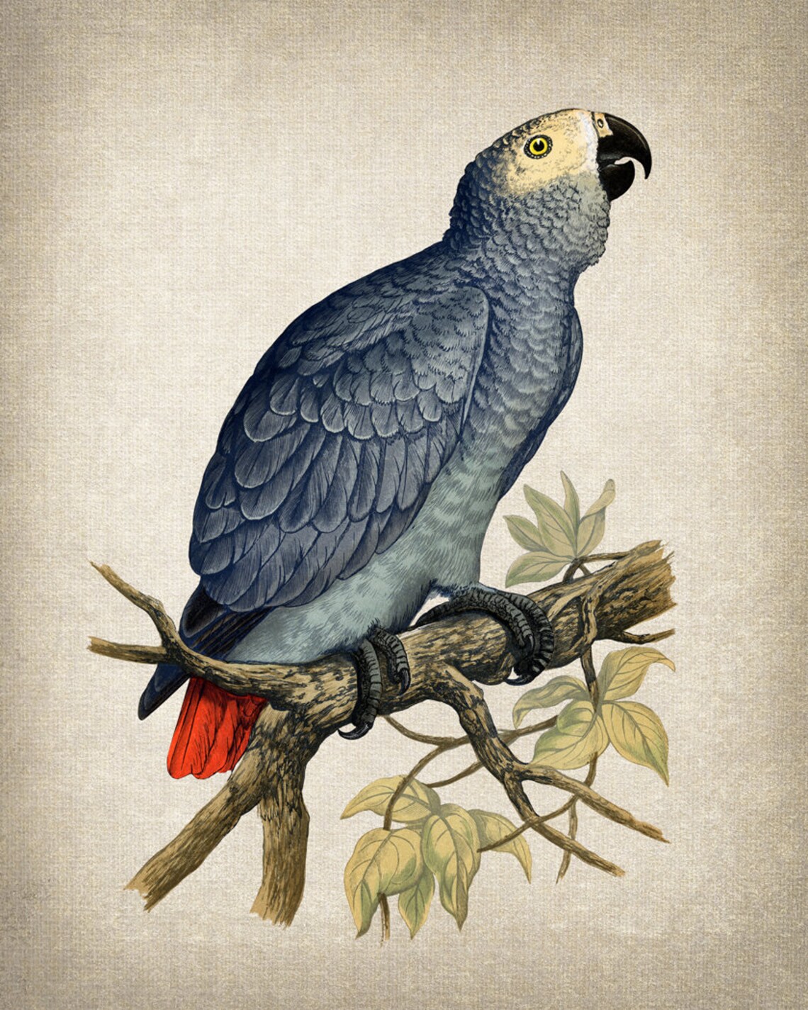 African Grey Parrot Vintage Illustration Silver Bird Red Tail Poster - Image 2