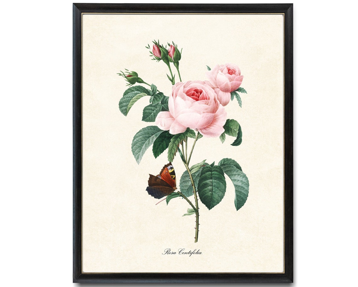 Rosa Centifolia Pink Roses With Butterfly Vintage Botanical Poster - Image 4