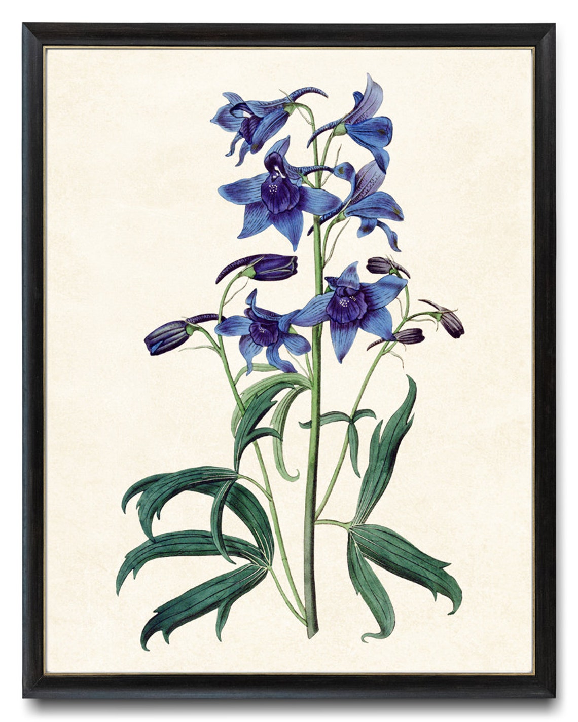 Blue Delphinium Flower Spike Vintage Botanical Illustration Poster